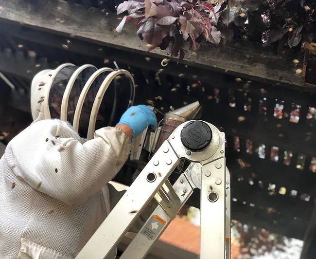 Close-up of Craig Hunt smoking the bees. (Photo by Shelly Hunt)
