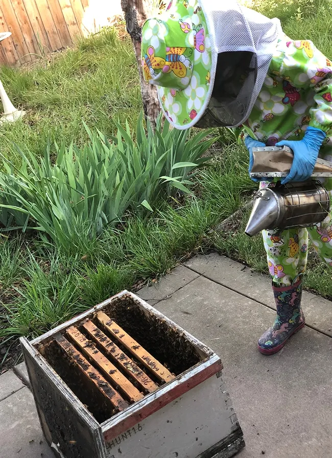 Beekeeper Emma Hunt, 8, tends to the bees. (Photo by Shelly Hunt)