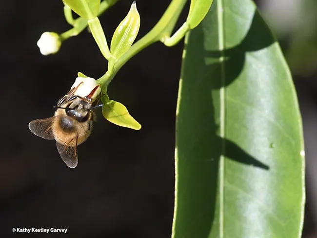 Break over and time to get back to work! A worker bee and a mandarin blossom. (Photo by Kathy Keatley Garvey)
