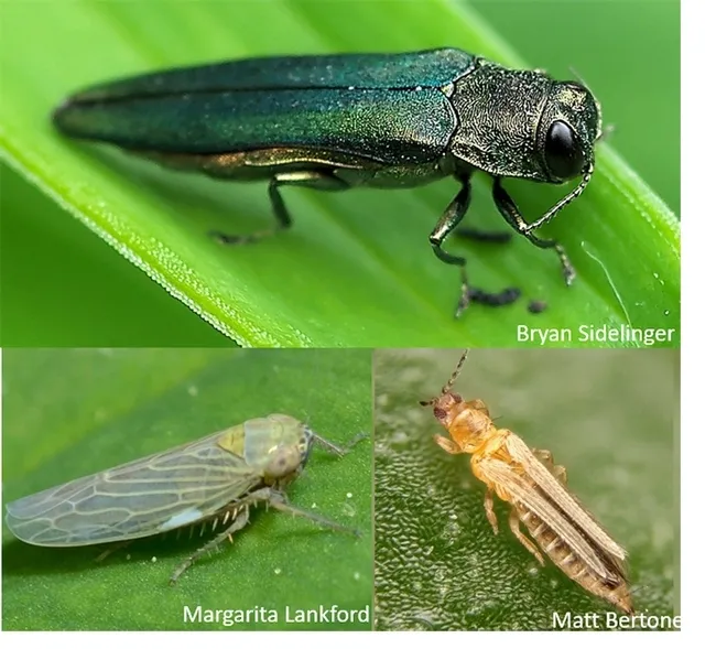 An illustration from Priya Rajarapu's seminar: Top image, Emerald ash borer; lower left, a black-faced leafhopper; and at right, thrips.