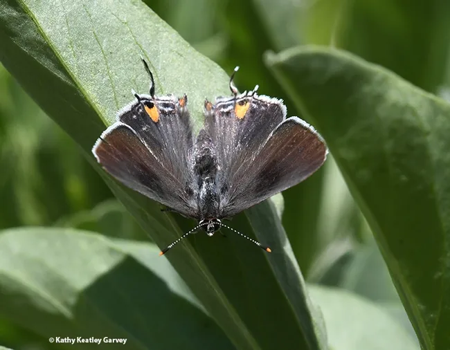 A gray hairstreak butterfly, Strymon melinus, on fava beans. (Photo by Kathy Keatley Garvey)