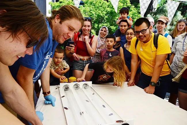 This was a scene at the cockroach races at
Briggs Hall during a recent UC Davis Picnic Day. This year it will be viral. (Photo by Kathy Keatley Garvey)