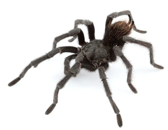 This tarantula is a male Aphonopelma johnnycashi. (Wikipedia image: credit,Chris A. Hamilton, Brent E. Hendrixson, Jason E. Bond - “Taxonomic revision of the tarantula genus Aphonopelma Pocock, 1901 (Araneae, Mygalomorphae, Theraphosidae) within the United States”, in ZooKeys, volume 560, 2016.