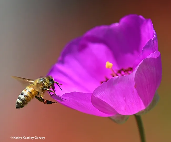 A honey bee touches down on a rock purslane, Calandrinia grandiflora. This plant yield red pollen. (Photo by Kathy Keatley Garvey)