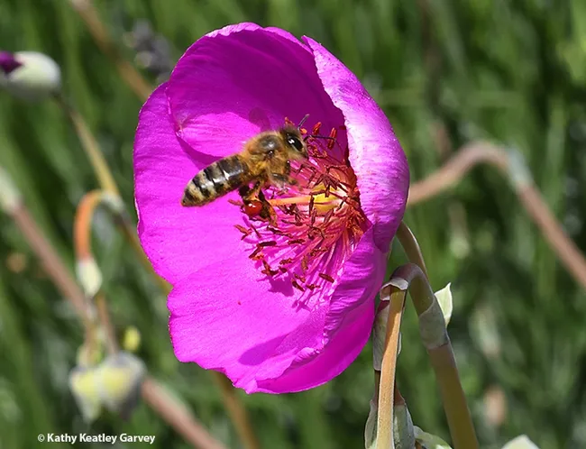 A honey bee packing red pollen from the rock purslane. (Photo by Kathy Keatley Garvey)