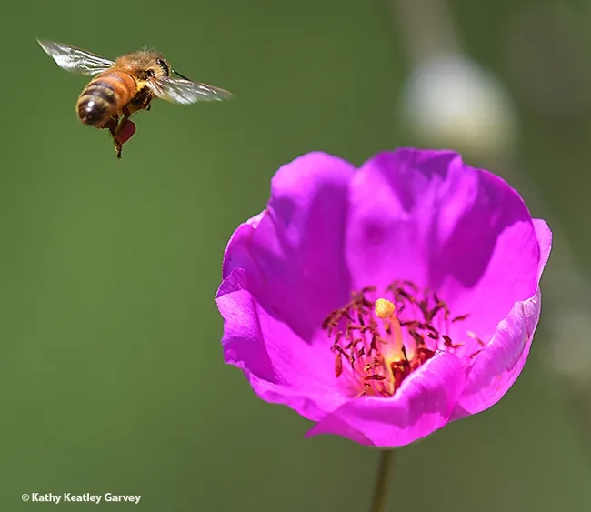 A honey bee leaving a rock purslane and heading off to another one. (Photo by Kathy Keatley Garvey)