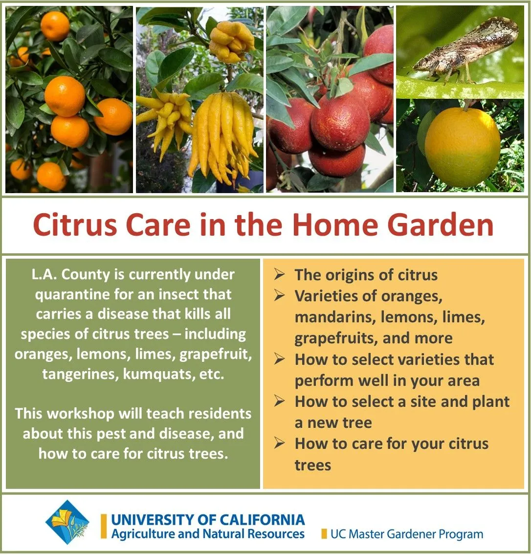 Citrus Care
