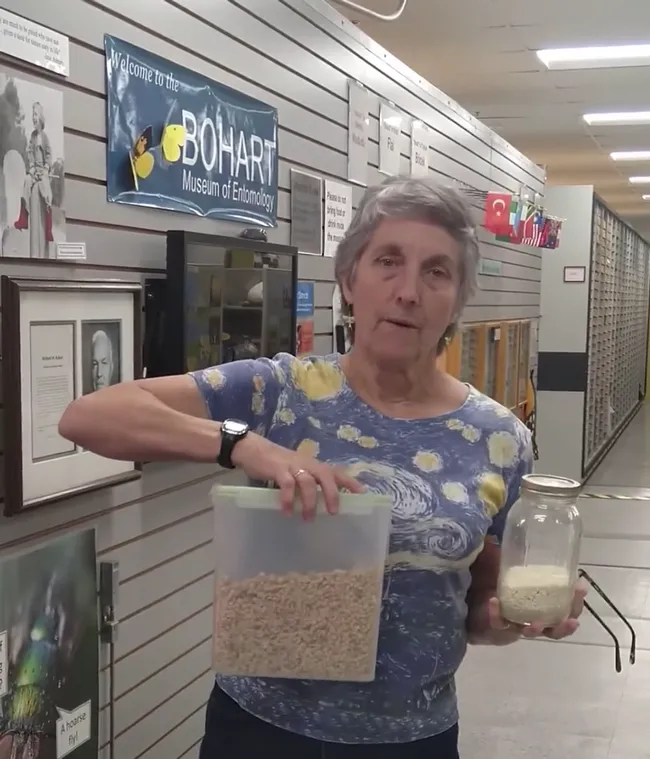 UC Davis professor Lynn Kimsey, director of the Bohart Museum of Entomology, shows how flour and cereal should be stored. (Screen shot from her presentation on YouTube.)
