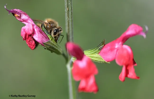 A honey bee foraging on Salvia "Hot Lips." (Photo by Kathy Keatley Garvey)