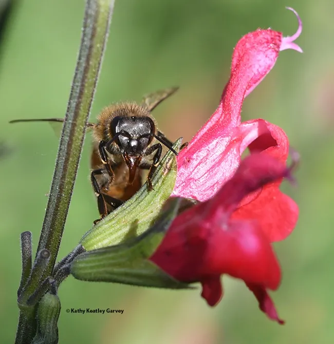 A honey bee, proboscis (tongue) extended, takes a liking to the Salvia "Hot Lips." (Photo by Kathy Keatley Garvey)