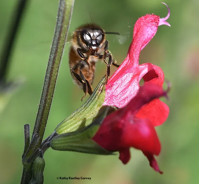 Flight time! The honey bee prepares to leave Salvia "Hot Lips." (Photo by Kathy Keatley Garvey)