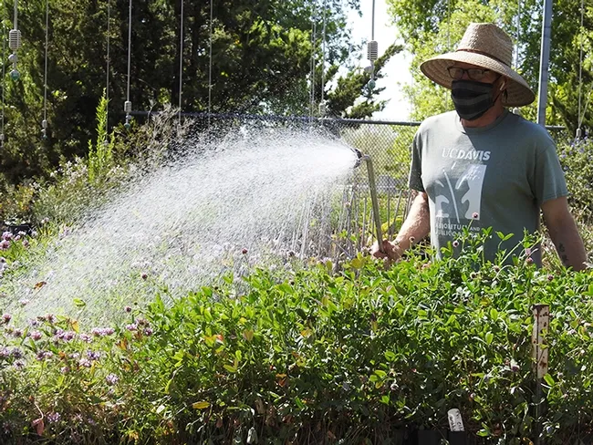 Nursery manager Taylor Lewis of the Arboretum Teaching Nursery, UC Davis Arboretum and Public Garden, tends to plants in the nursery. An online public sale is set May 20-24. (Photo by Kathy Keatley Garvey)