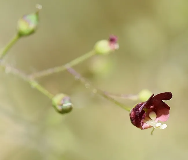 This is the California figwort or California bee plant, Scrophularia californica, from the Stebbens Cold Canyon Reserve. UC Davis community ecologist isolated a new bacteria from this plant. (Photo by Rachel Vannette)