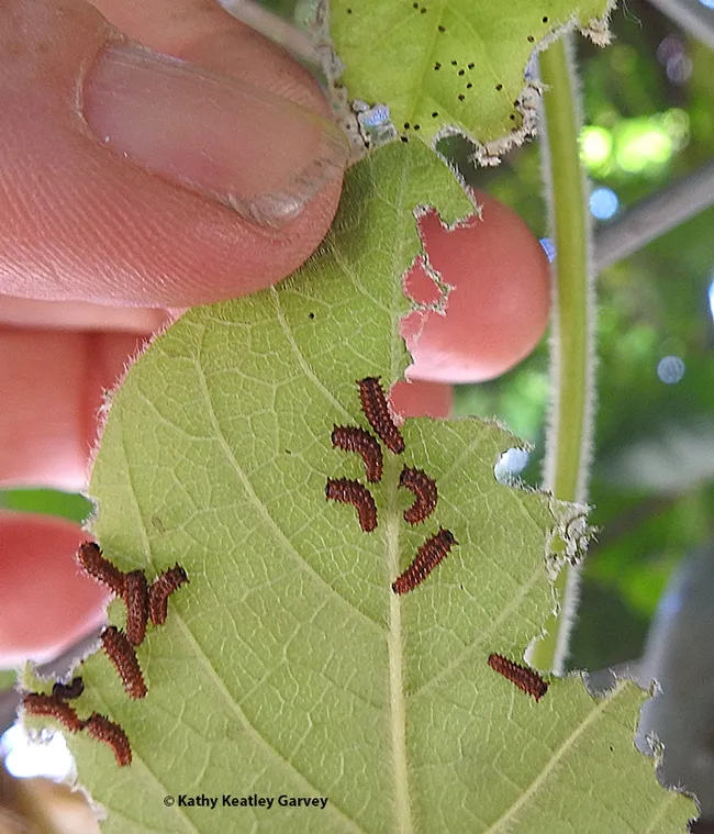 Tiny Pipevine Swallowtail caterpillars on their host plant, Dutchman's Pipe, at Vallejo's Loma Vista Farm. (Photo by Kathy Keatley Garvey)