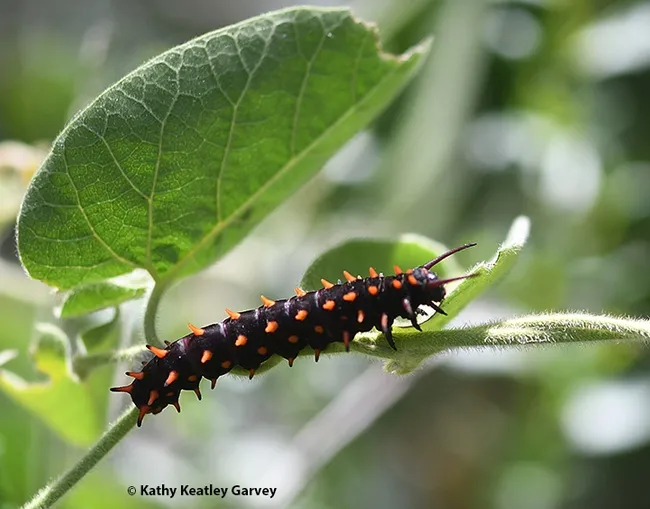 A Pipevine Swallowtail caterpillar at the UC Davis Ecological Garden. (Photo by Kathy Keatley Garvey)