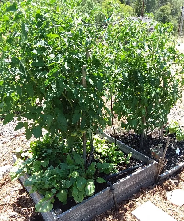 Red and gold beets in shade of tomatoes. Photo by Stephanie Wrightson