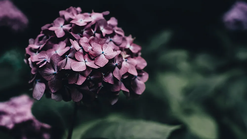 August Hydrangea annie-spratt-rmRa0OBAVoU-unsplash