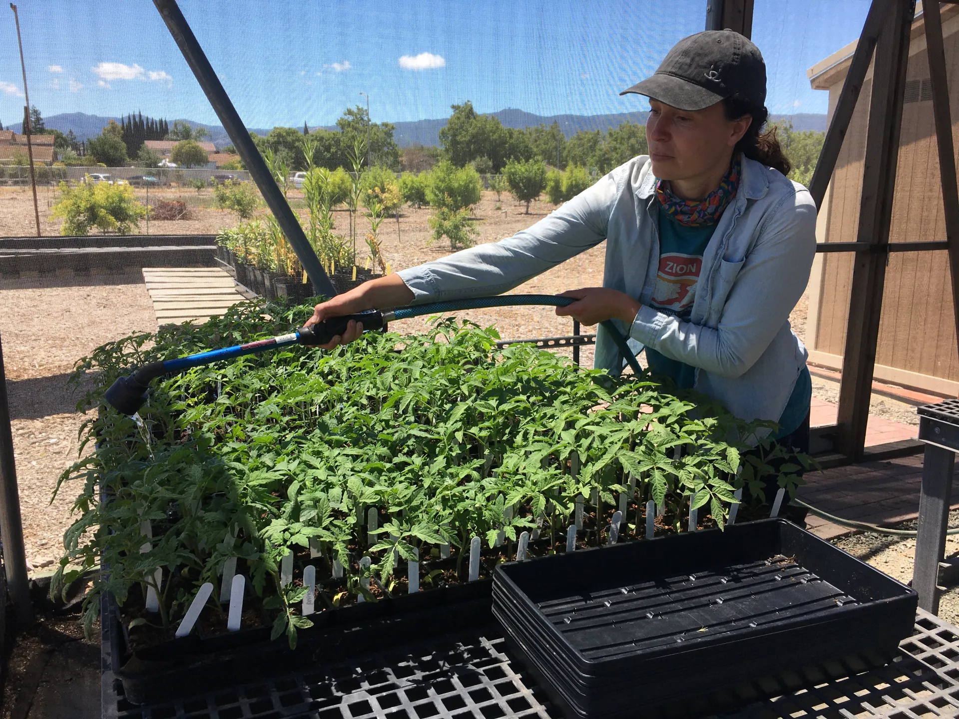 Lucy Diekmann waters tomato seedlings