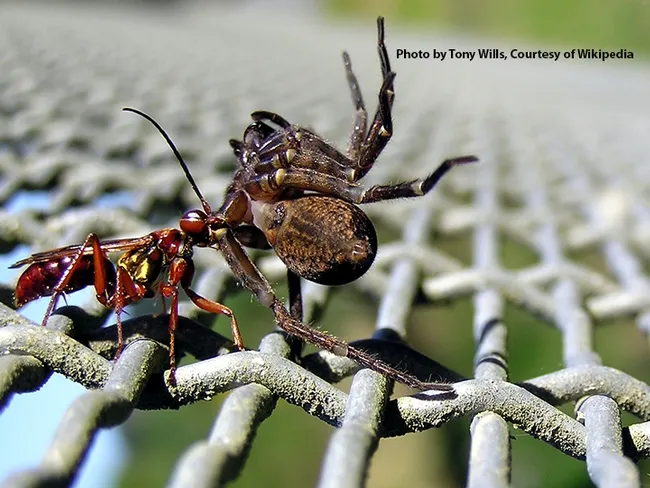 Female golden hunting wasp dragging a paralyzed spider to its nest. (Photo by Tony Wills, courtesy of Wikipedia)