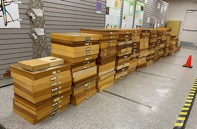 The Marius Wasbauer aculeate (stinging) wasp specimens total more than 50,000. (Photo by Steve Heydon)