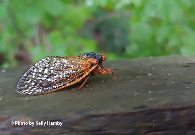 This close-up image of a Brood X cicada is from the Horsepen Branch Park, Bowie, MD. (Photo by Kelly Hamby)