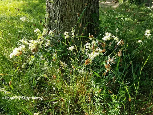 A large aggregation of Brood X at the Patuxtent Research Reserve, Laurel, Md. (Photo by Kelly Hamby)