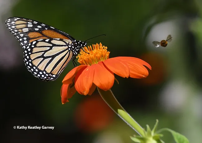 A silhouette of a longhorned bee, Melissodes agilis, is visible as it approaches a monarch butterfly on a Mexican sunflower in Vacaville, Calif. (Photo by Kathy Keatley Garvey)