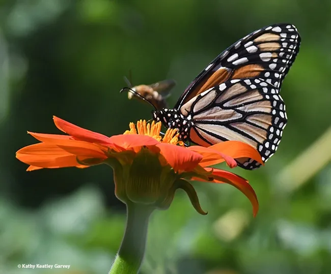 A dive-bombing and then a fly-by! This says it all. A male Melissodes bee buzzes a monarch. (Photo by Kathy Keatley Garvey)
