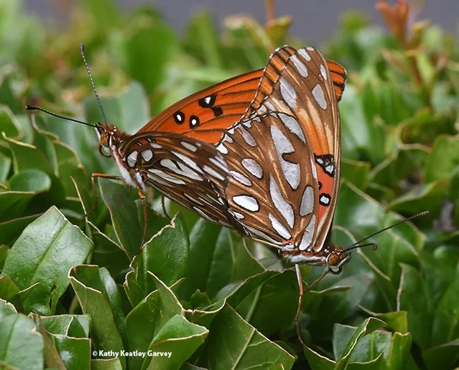 This is the second in a series of images of Gulf Fritillaries that won a bronze award in the ACE competition. (Photo by Kathy Keatley Garvey)