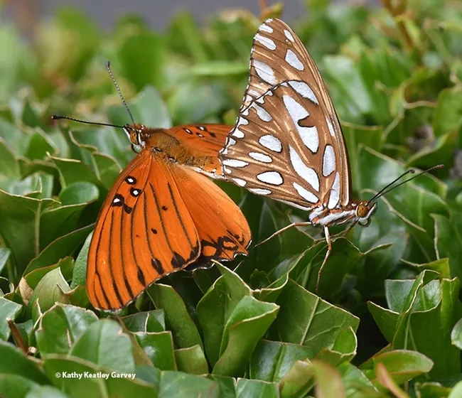 This is the third in a series of images of Gulf Fritillaries that won a bronze award in the ACE competition. (Photo by Kathy Keatley Garvey)