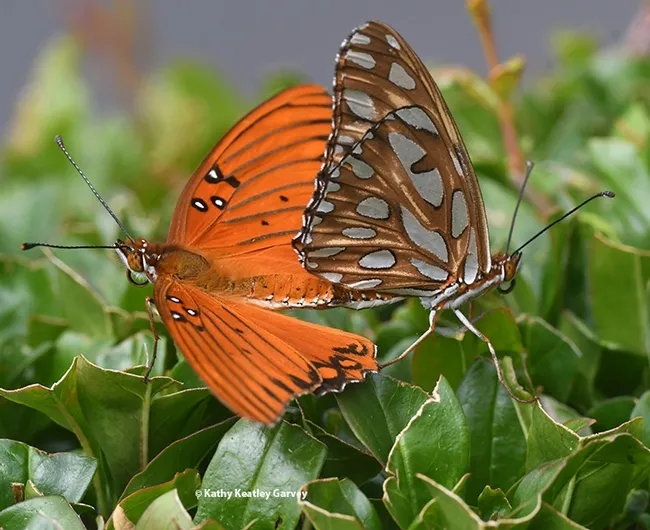 This is the fourth in a series of images of Gulf Fritillaries that won a bronze award in the ACE competition. (Photo by Kathy Keatley Garvey)