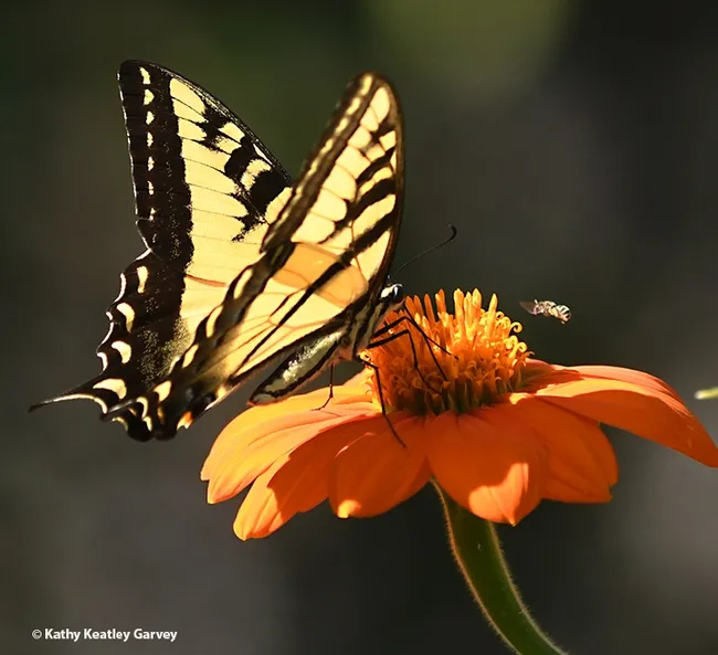 Faster than a speeding bullet? It seems like it. A male longhorned bee, Melissodes agilis, heads straight for the Western tiger swallowtail. (Photo by Kathy Keatley Garvey)