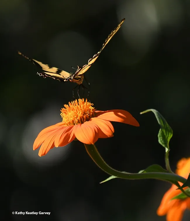 In a flash, the Western tiger swallowtail rapidly leaves its perch. (Photo by Kathy Keatley Garvey)