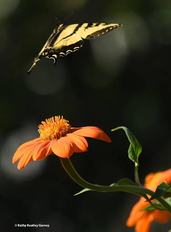 The Western tiger swallowtail is up, up and away from the male territorial bee, the Melissodes agilis. (Photo by Kathy Keatley Garvey)