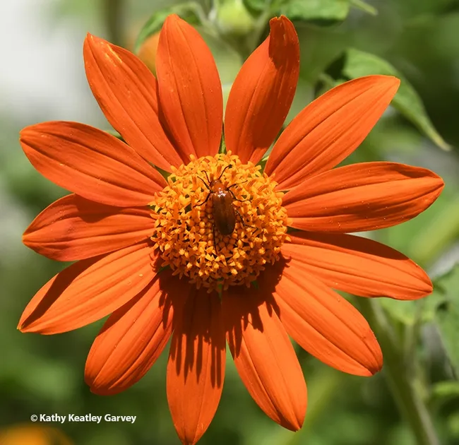 The blister beetle is both a pollinator and a pest. It is a pest of alfalfa and is toxic to livestock, especially horses. This one is foraging on a Mexican sunflower (Tithonia rotundifola) in Vacaville. (Photo by Kathy Keatley Garvey)