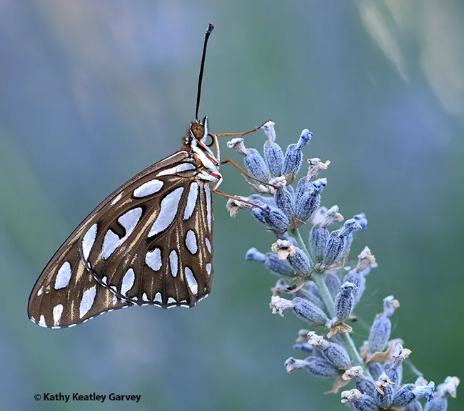 It's early morning, and a newly eclosed Gulf Fritillary, Agraulis vanillae, perches on lavender in Vacaville, Calif. (Photo by Kathy Keatley Garvey)