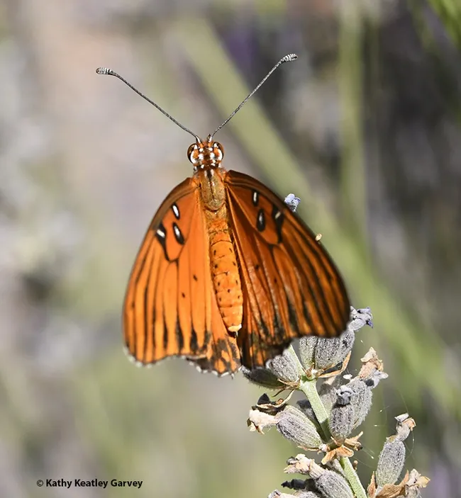 As the sun warms her wings, the Gulf Fritillary unfolds them gingerly. (Photo by Kathy Keatley Garvey)