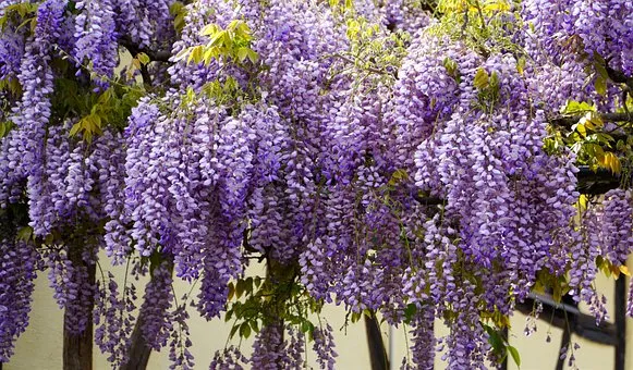 wisteriapruning