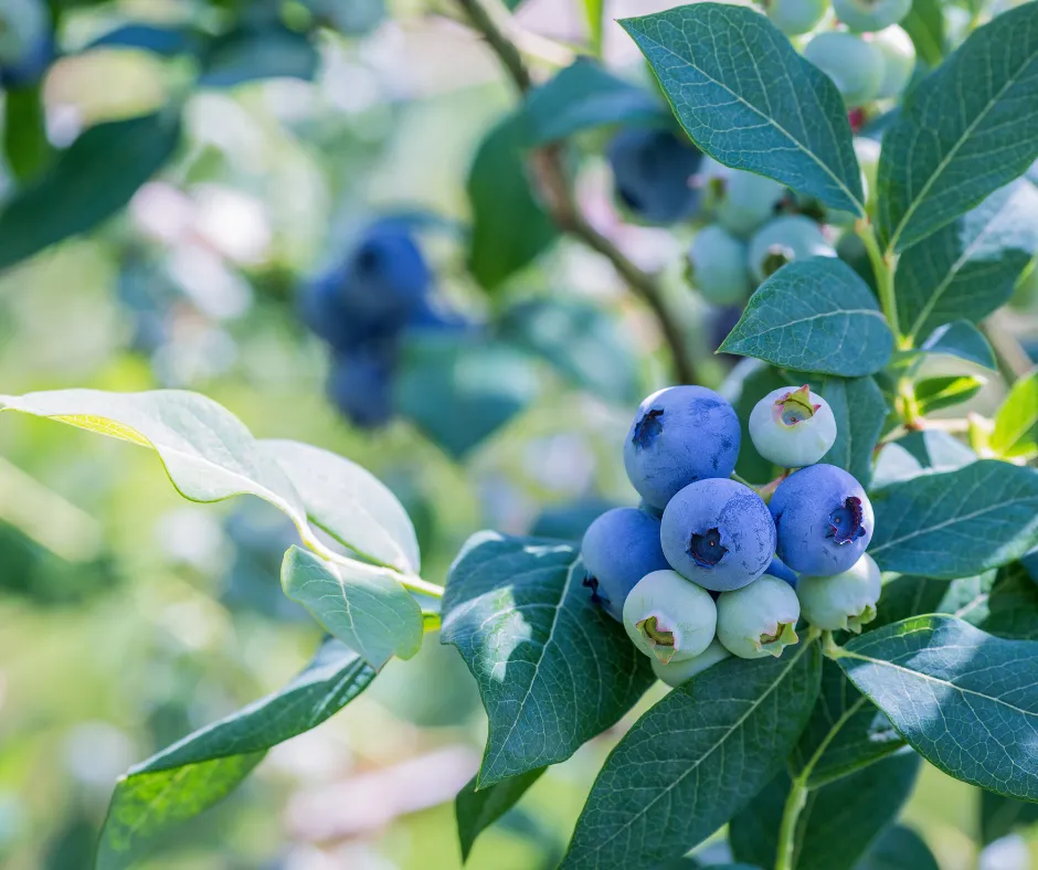 Blueberries