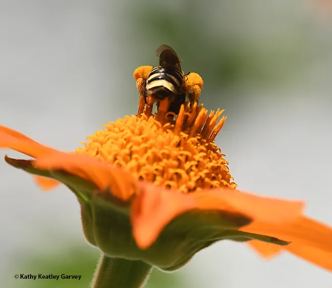 Life is good, the pollen is better. But that's about to change for this female sunflower bee. (Photo by Kathy Keatley Garvey)
