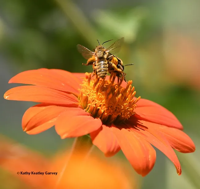Scram! The male Melissodes agilis scores a direct hit on the sunflower bee, Svastra obliqua expurgata. This image was shot at 1/8000 of a second. (Photo by Kathy Keatley Garvey)