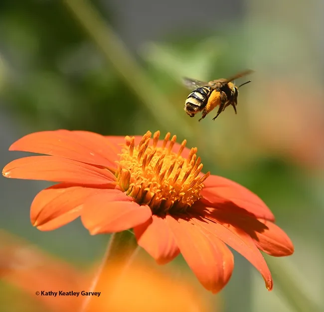 I'm outta here! The sunflower bee, Svastra obliqua expurgata, quickly departs for another blossom. (Photo by Kathy Keatley Garvey)