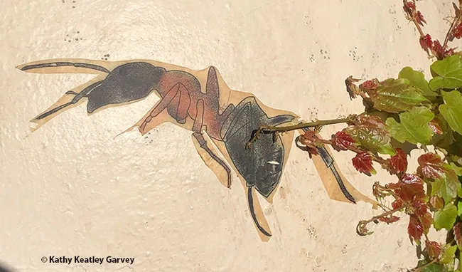 Street art usually focuses on such insects as bees, butterflies and dragonflies, but at Vacaville's Ulatis Creek Park, someone affixed this carpenter ant. (Photo by Kathy Keatley Garvey)