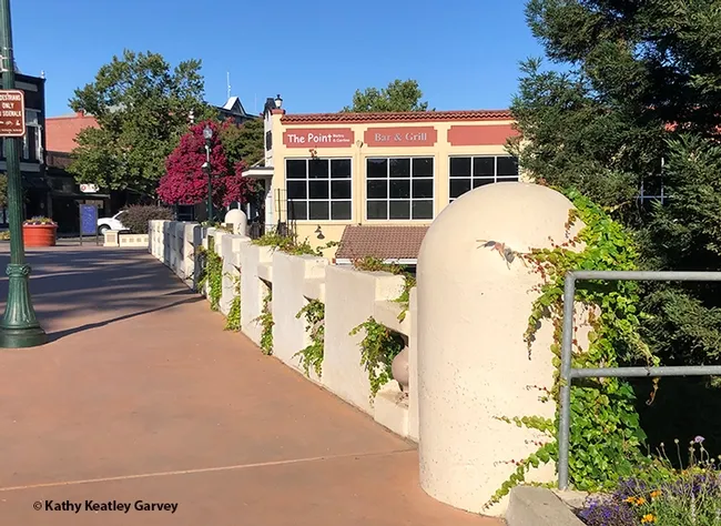 See the carpenter ant (foreground at right) on the bridge pillar of the Ulatis Creek Bridge, Vacaville? (Photo by Kathy Keatley Garvey)