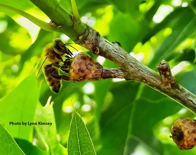 Honey bee licking a baby acorn. (Photo by Lynn Kimsey)