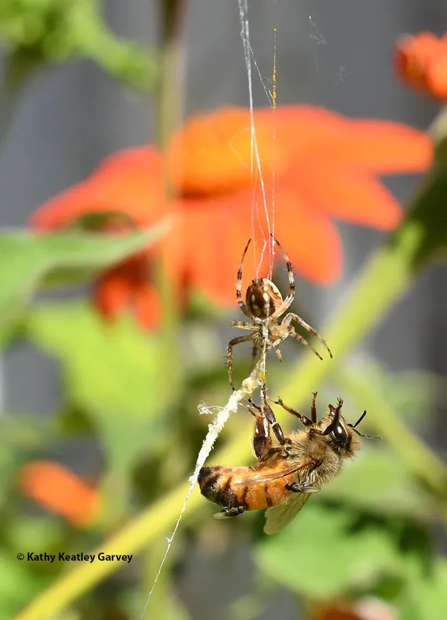 An orbweaver snares a honey bee in its sticky web in a patch of Mexican sunflowers, Tithonia rotundifola, in Vacaville, Calif. (Photo by Kathy Keatley Garvey)