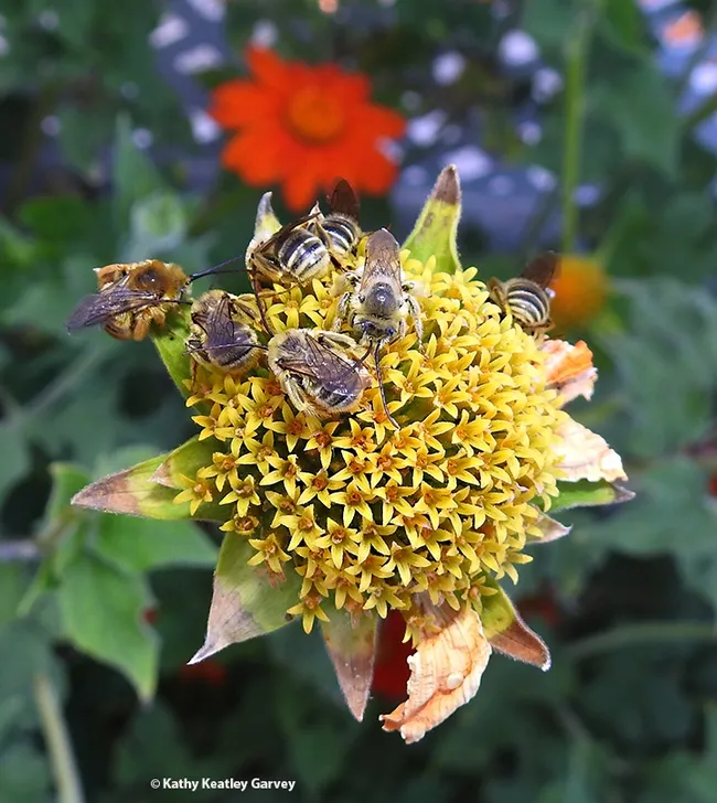 The Lucky Seven: seven male Melissodes agilis bees sleeping on a spent Mexican sunflower, Tithonia rotundifola, in a Vacaville pollinator garden. (Photo by Kathy Keatley Garvey)