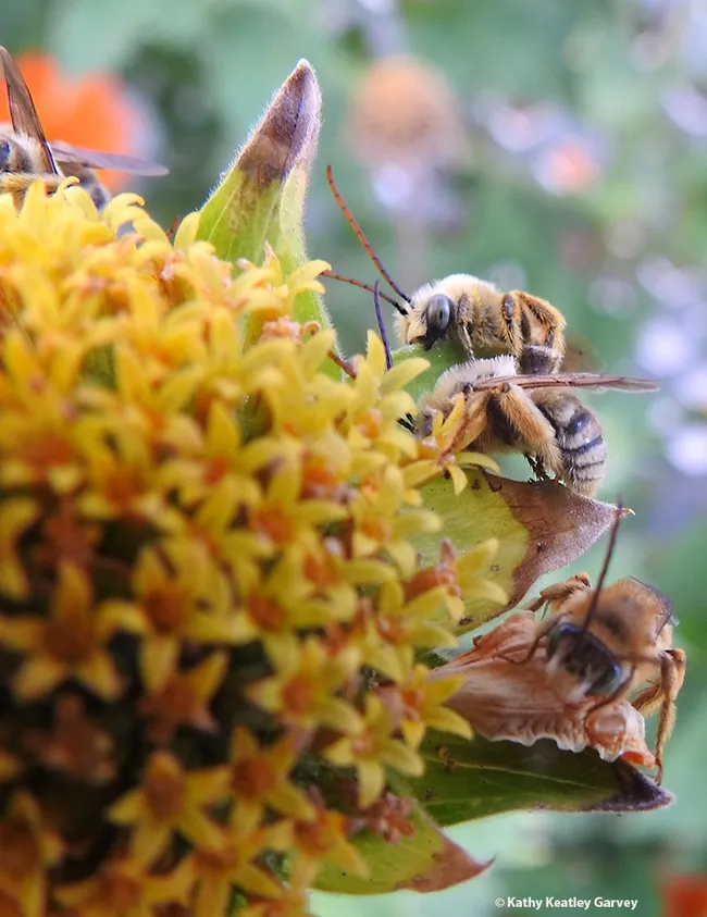 The boys (Melissodes agilis) begin to stir after the Boys' Night Out slumber party. Males of this species sleep out at night while the females return to their nests.(Photo by Kathy Keatley Garvey)