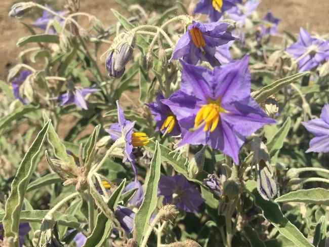 Silverleaf nightshade flowers
