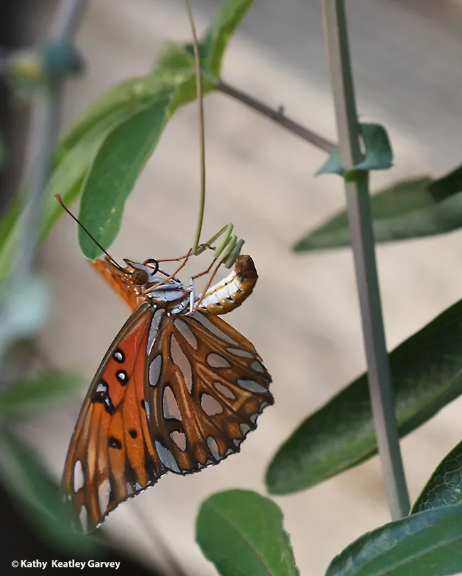 A little maneuvering here, a little maneuvering there, and it's done--a Gulf Fritillary egg on the tendrils of a Passiflora. (Photo by Kathy Keatley Garvey)